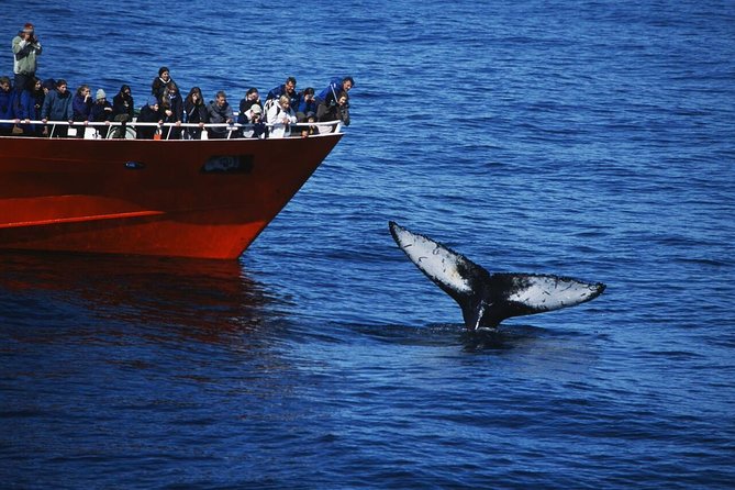 Des baleines pour votre séminaire ou team building en Islande