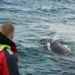 Des baleines pour votre séminaire ou team building en Islande